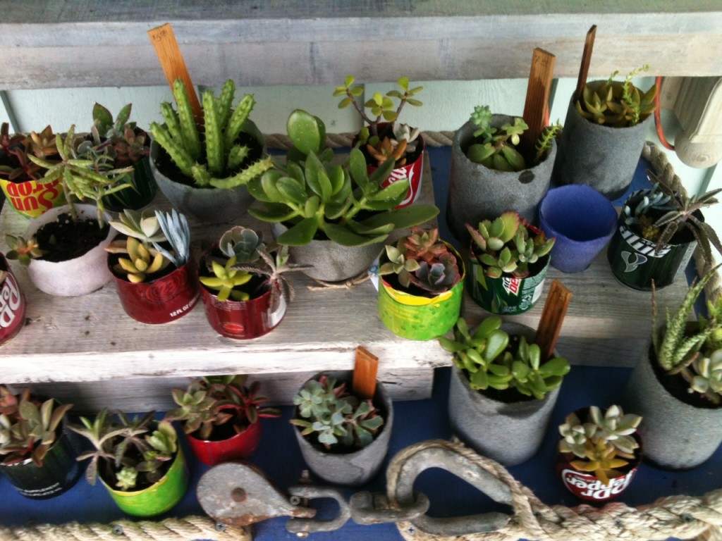 Spring for Succulents!